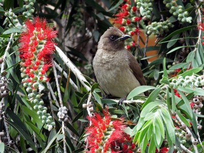 Bulbul golanera  